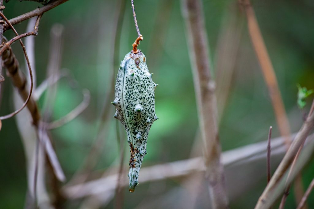 Butterfly Cocoon